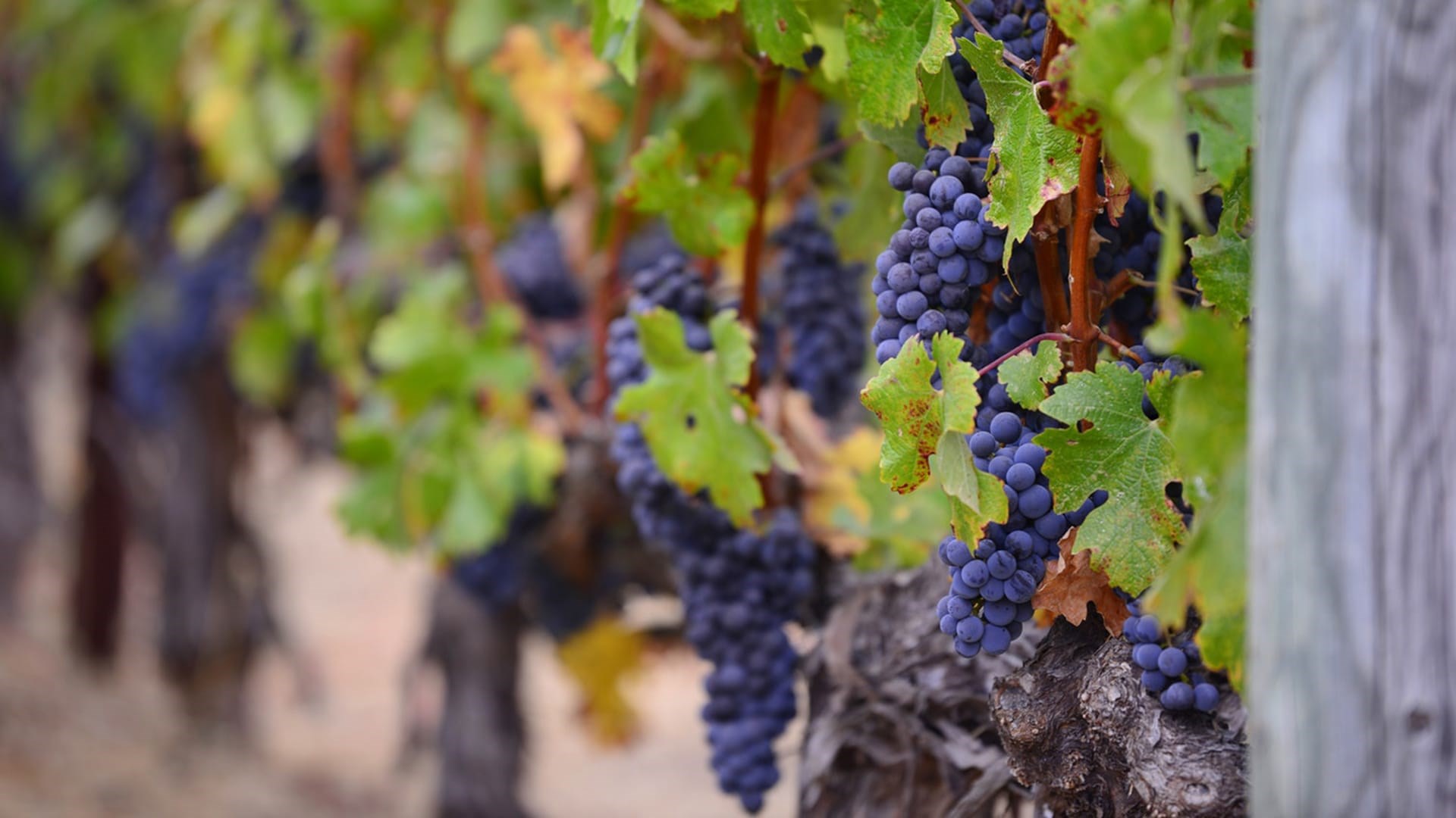 Vitis Vinifera är den vanligaste arten inom vinproduktionen.