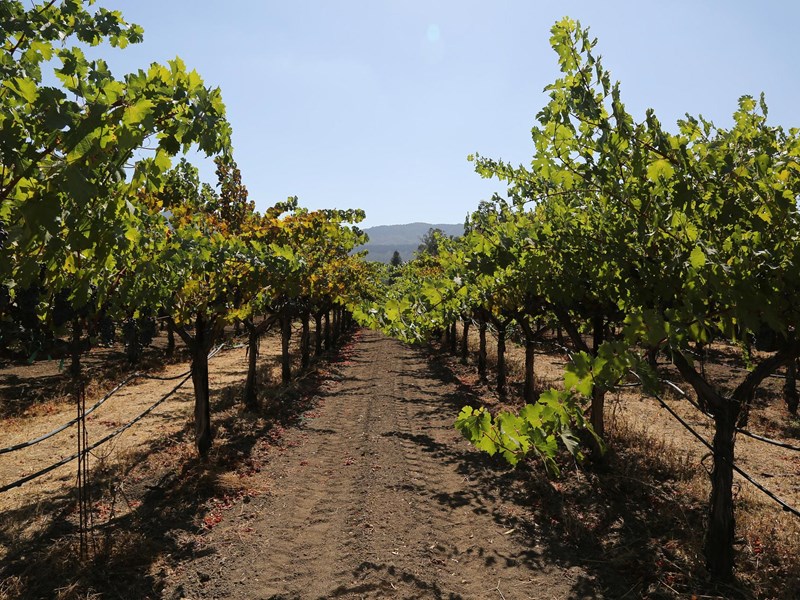 Napa Valley vingårdar