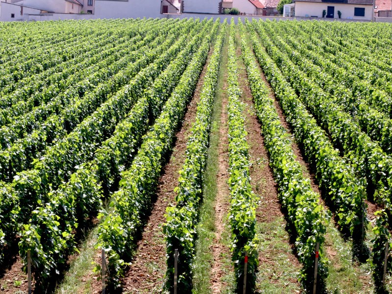 Krug Clos du Mesnil